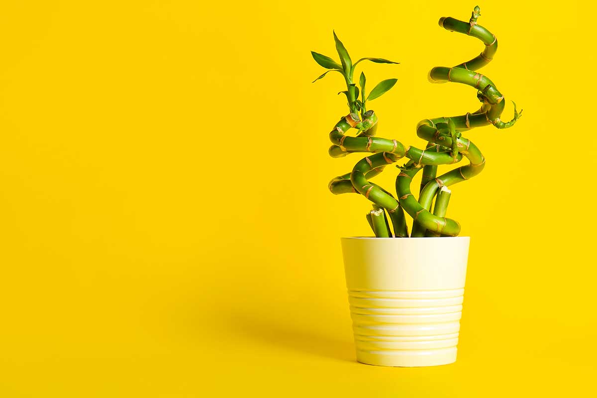 plantes à énergie positive dans la maison