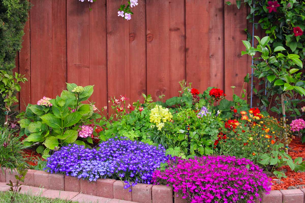 parterres de fleurs