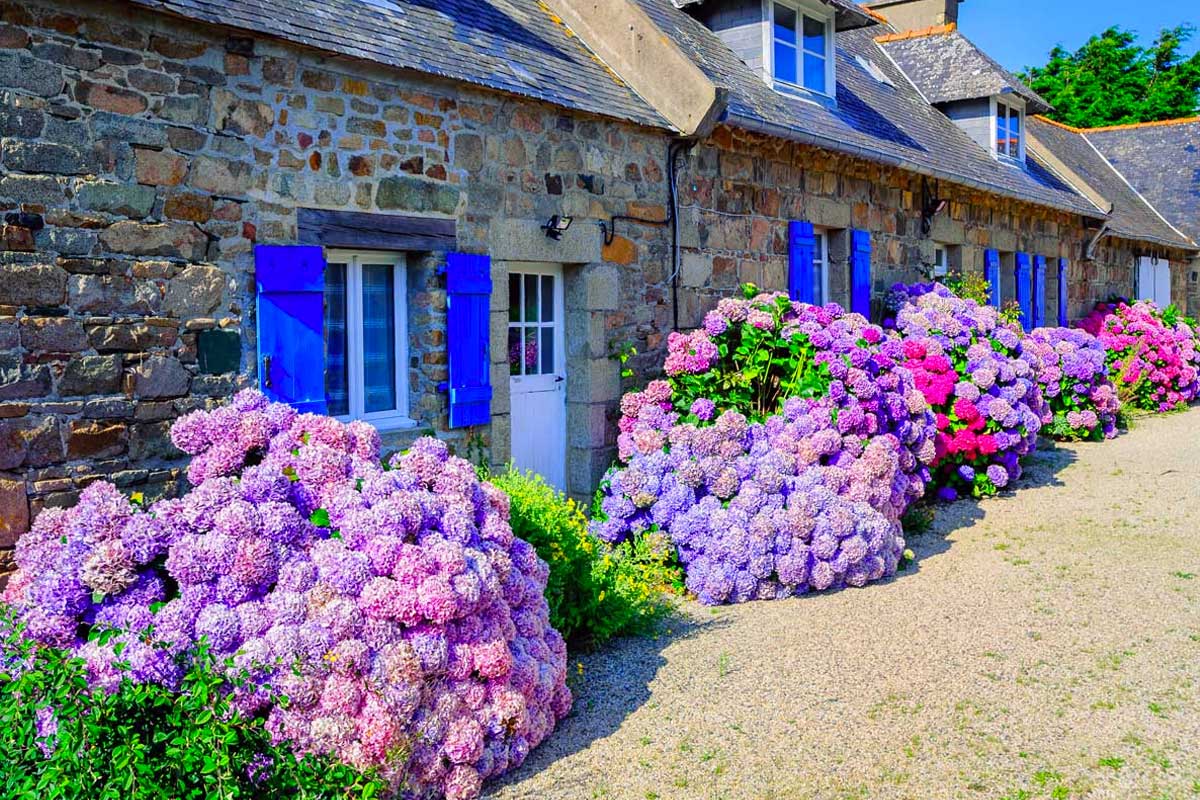 parterres d'hortensias