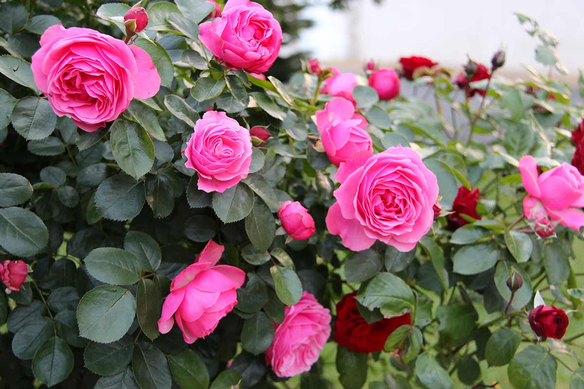 fruit pour des roses luxuriantes