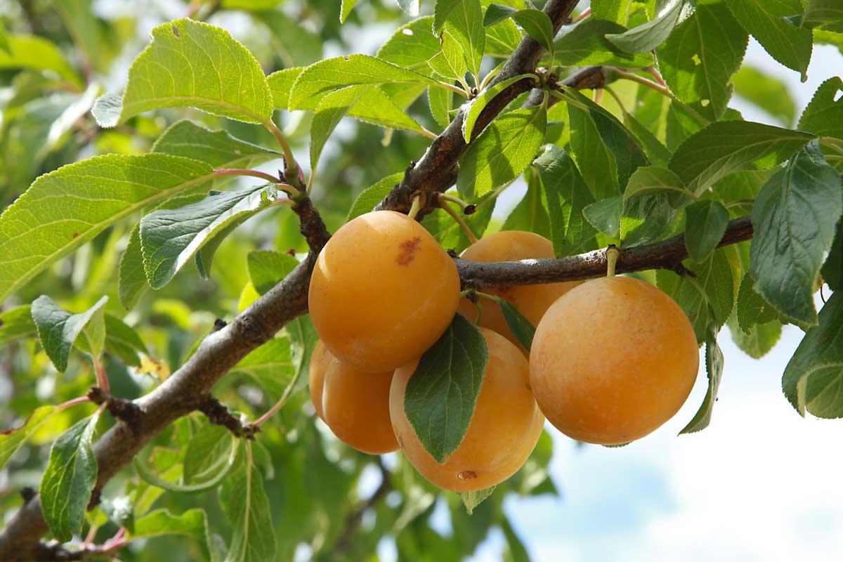 booster les arbres fruitiers