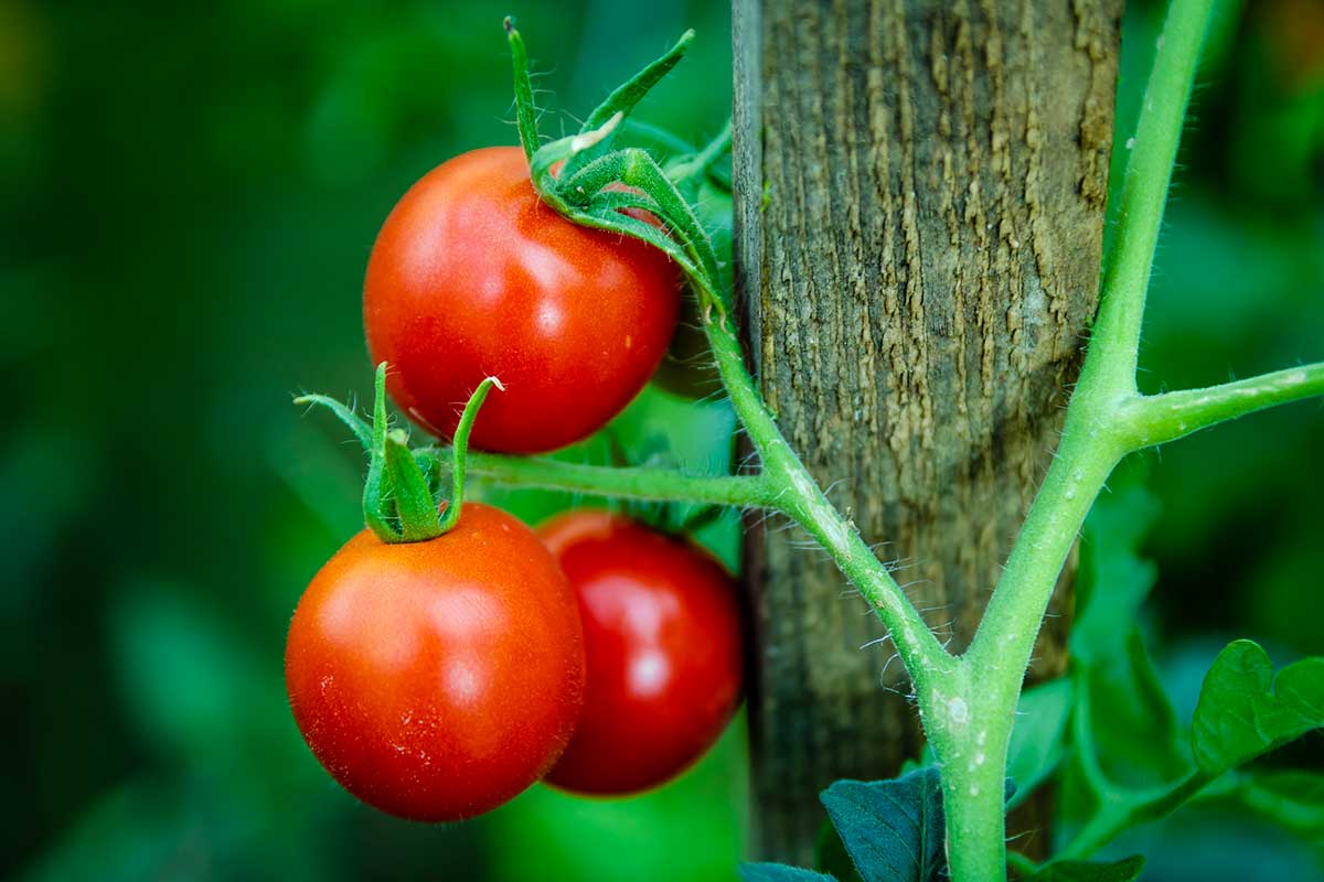 booster récolte de tomates