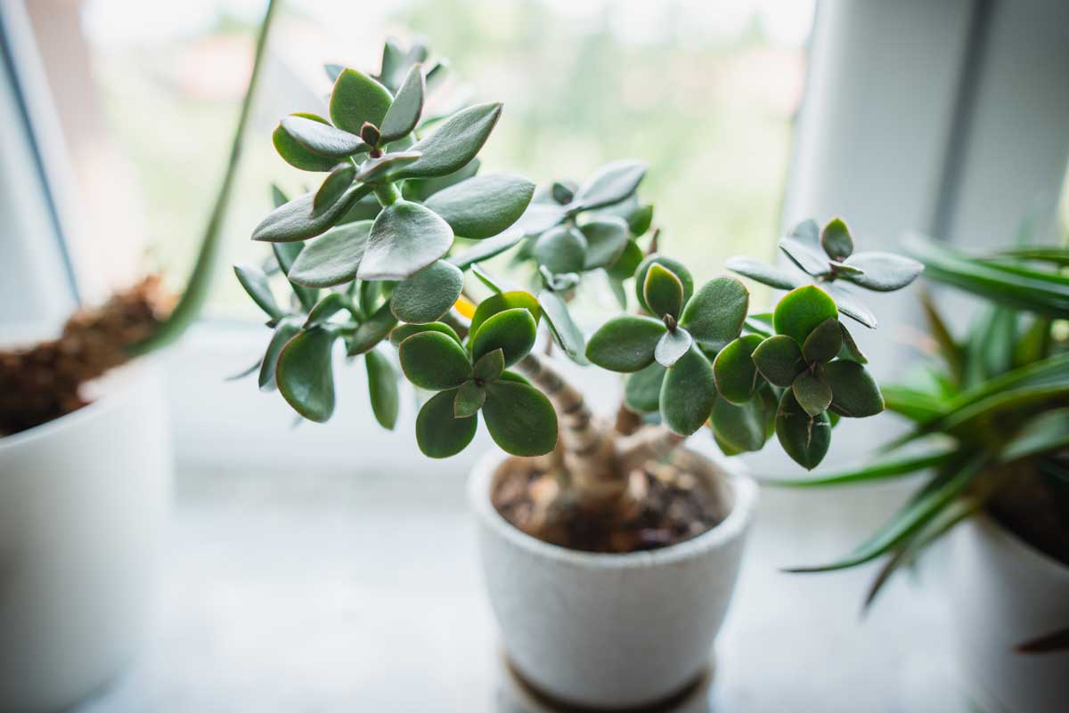 Crassula ovata, boutures succulentes