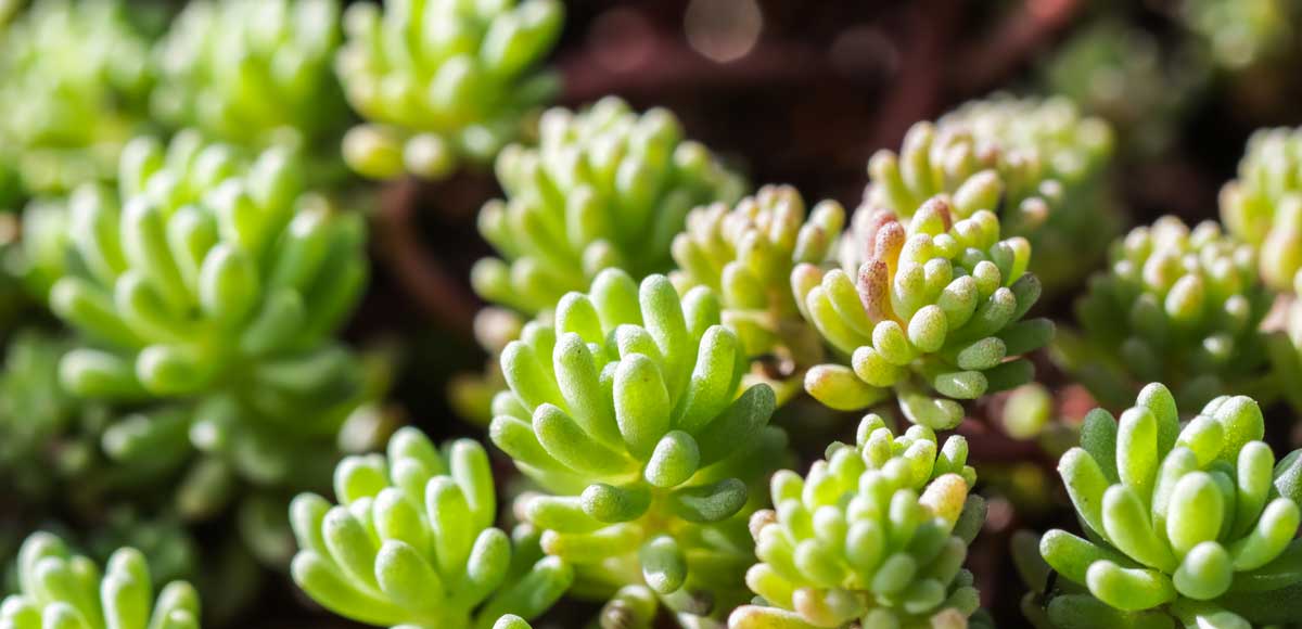 Sedum