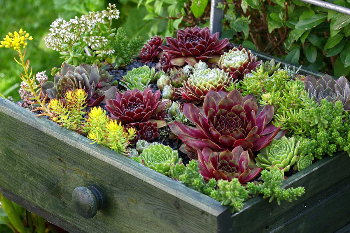 Sempervivum, bouturage des succulentes