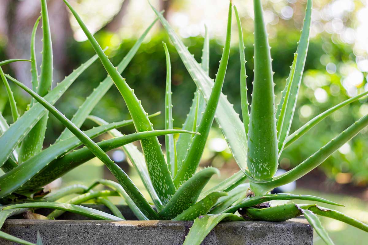 Aloe vera