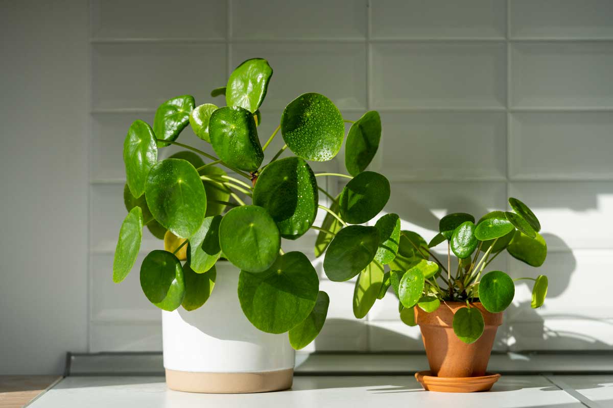 Pilea peperomioides, plante monétaire chinoise