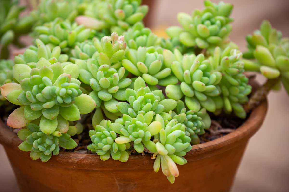 Boutures Succulentes (Sedum clavatum)