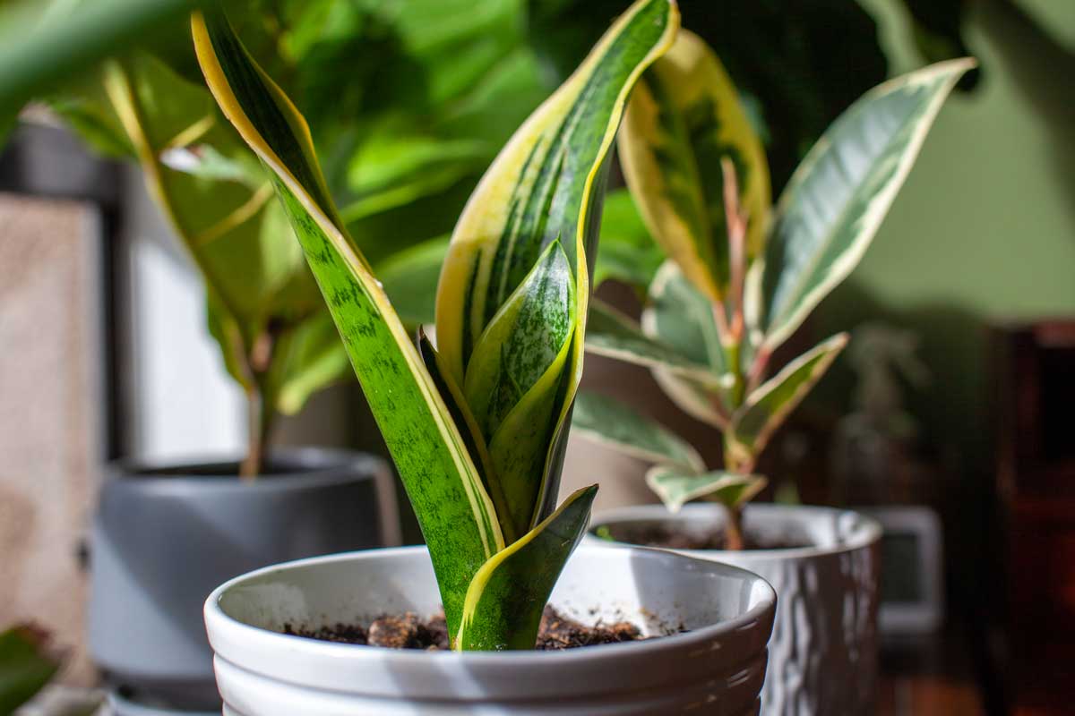 Plante serpent (Dracaena trifasciata)