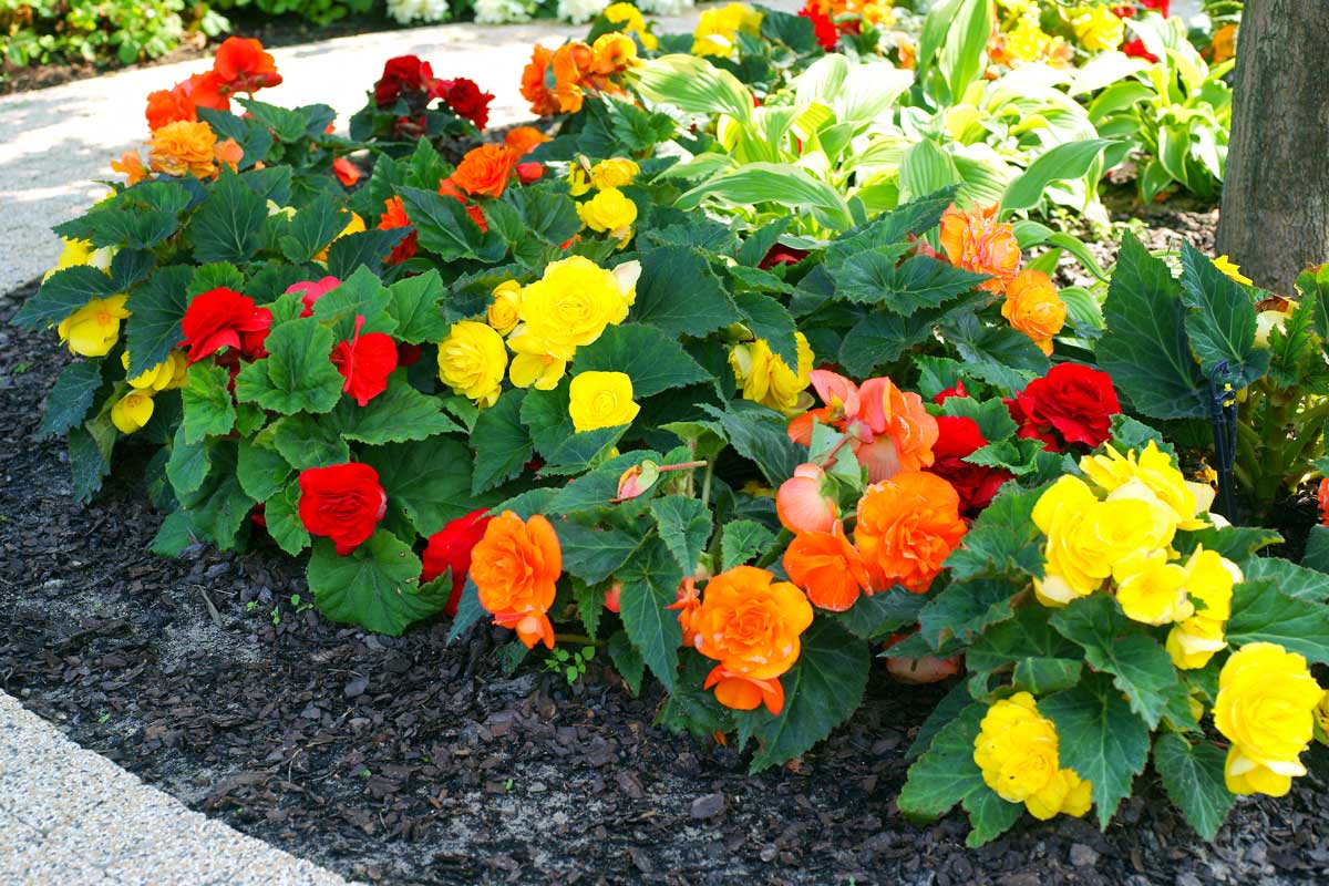 Bégonias tubéreux (Begonia x tuberhybrida)