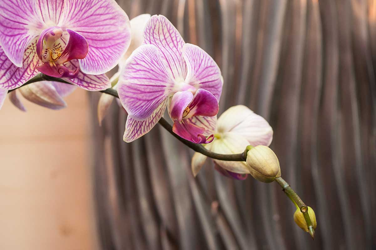fleurs orchidée