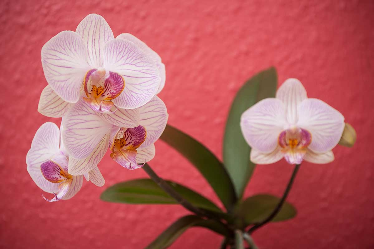 Comment faire refleurir une orchidée