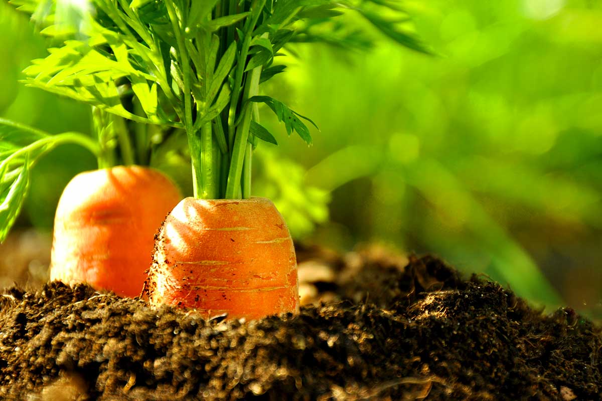 Que semer et planter dans le potager en juillet