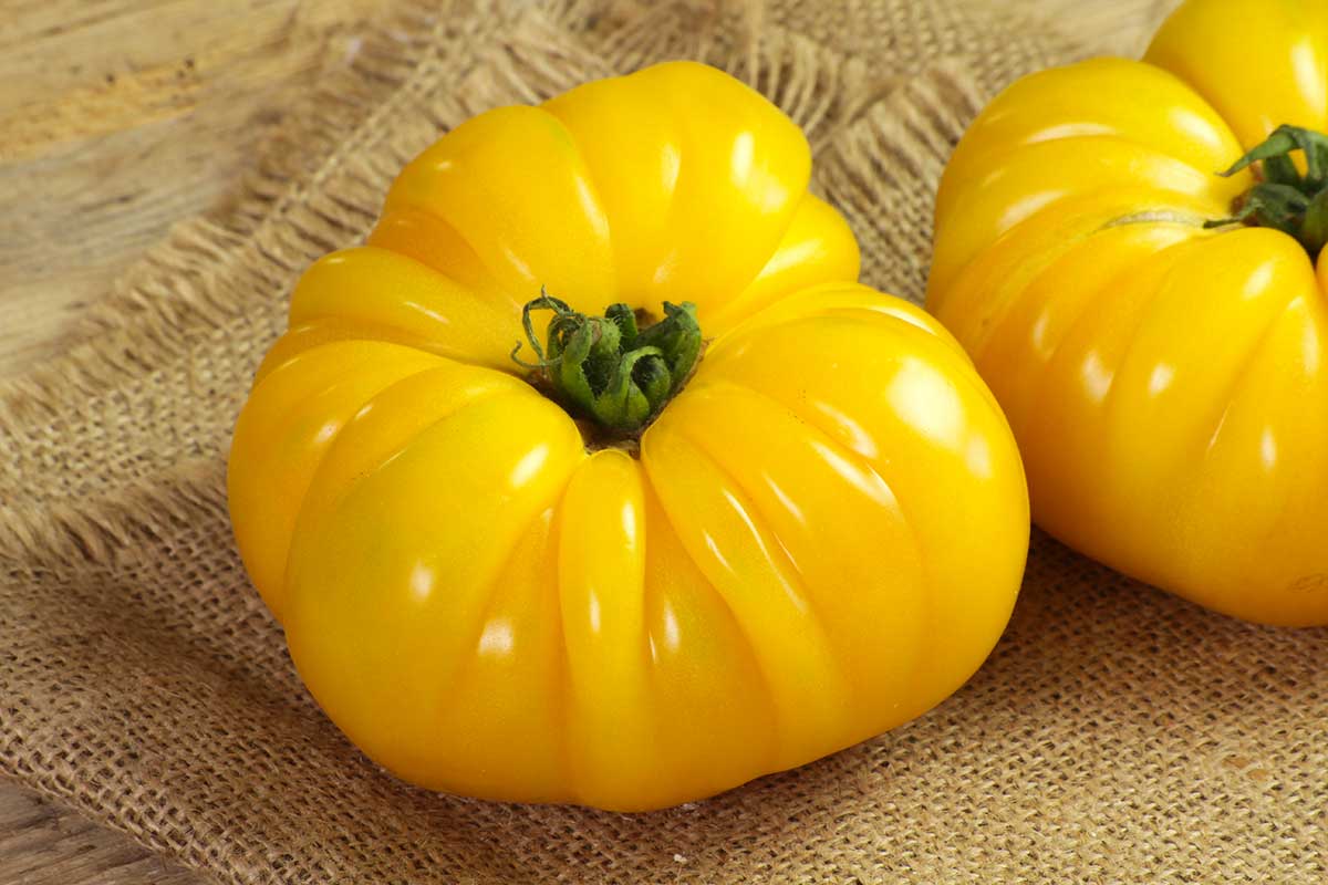 culture des tomates ananas