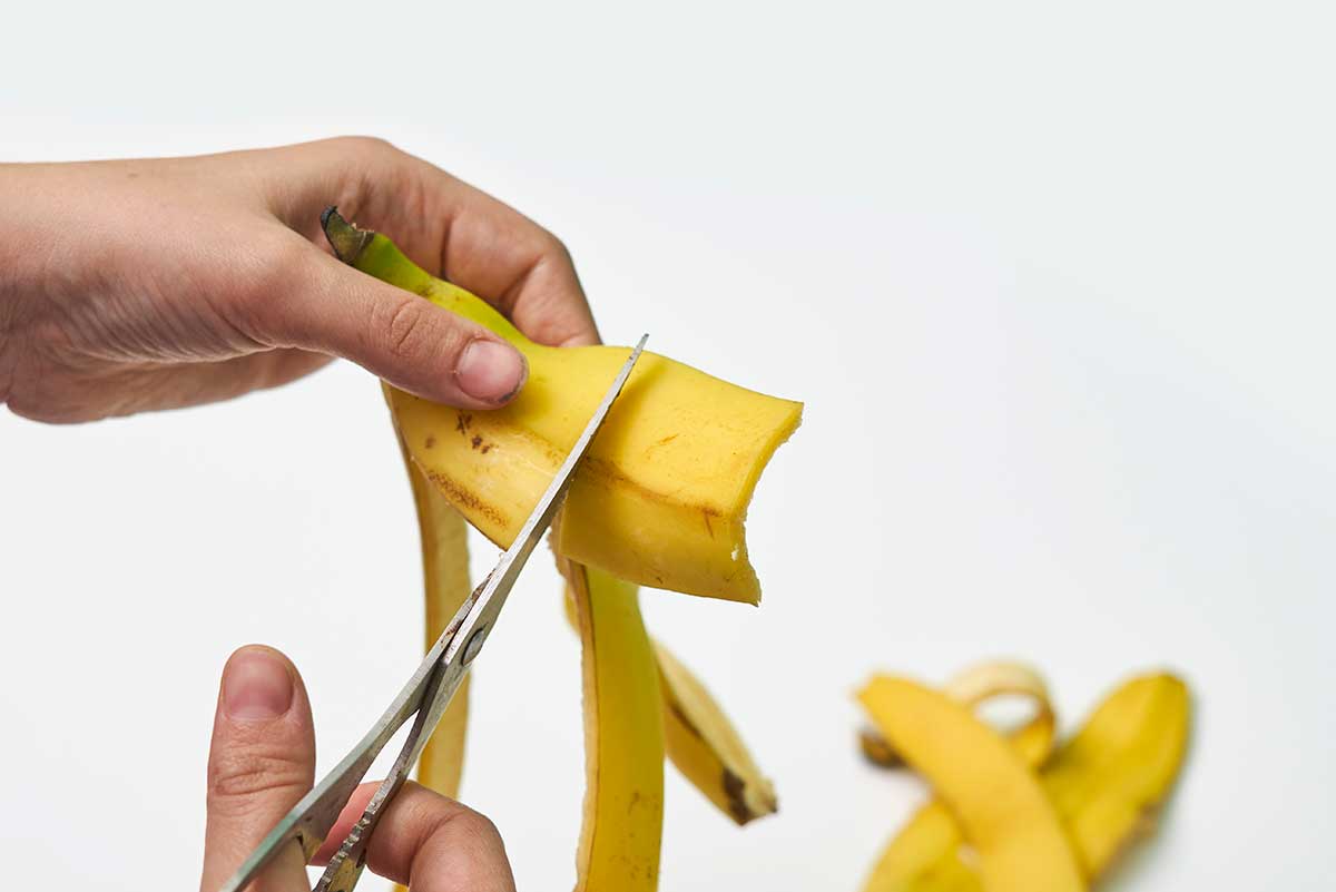 découpe de peaux de bananes pour faire de l'engrais