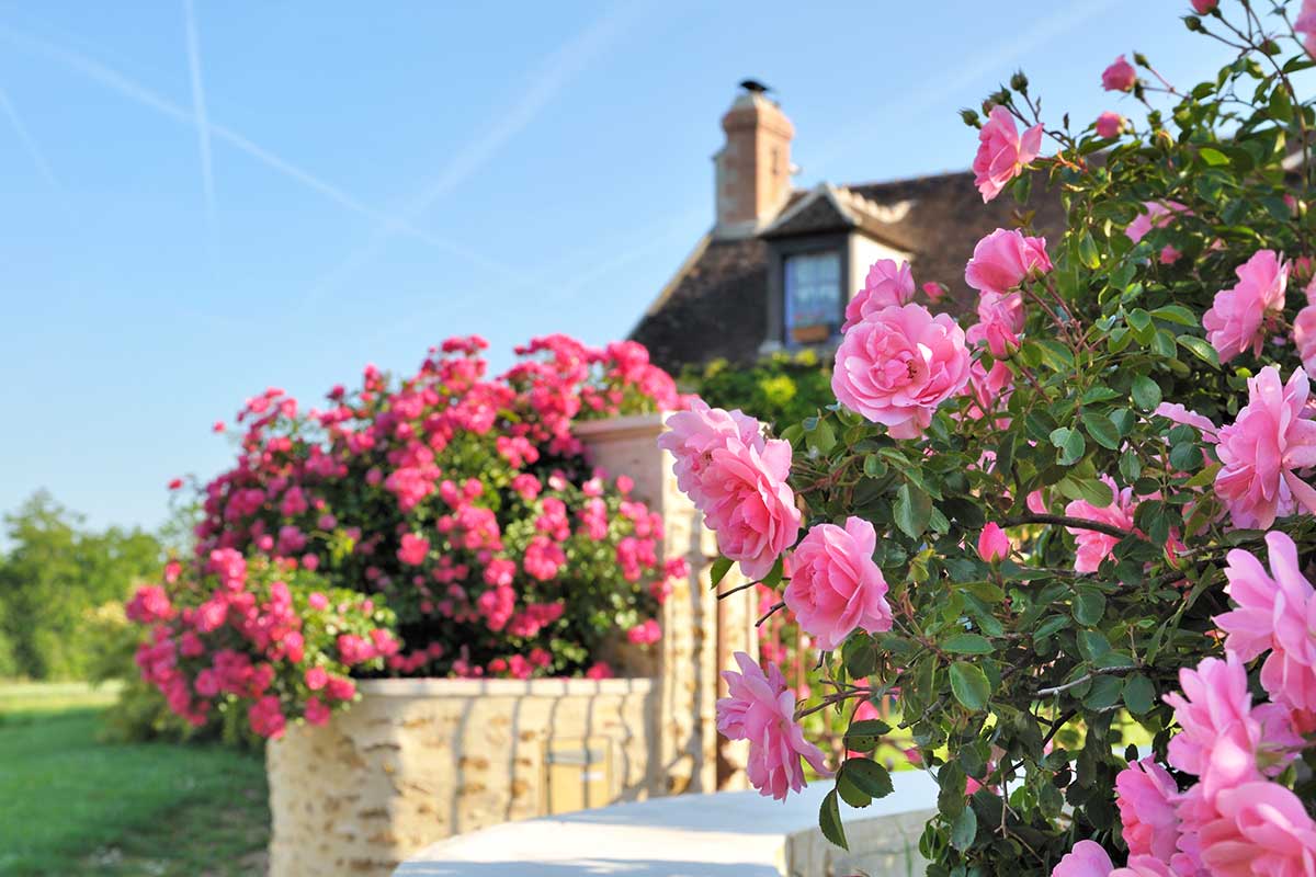 engrais faits maison pour roses