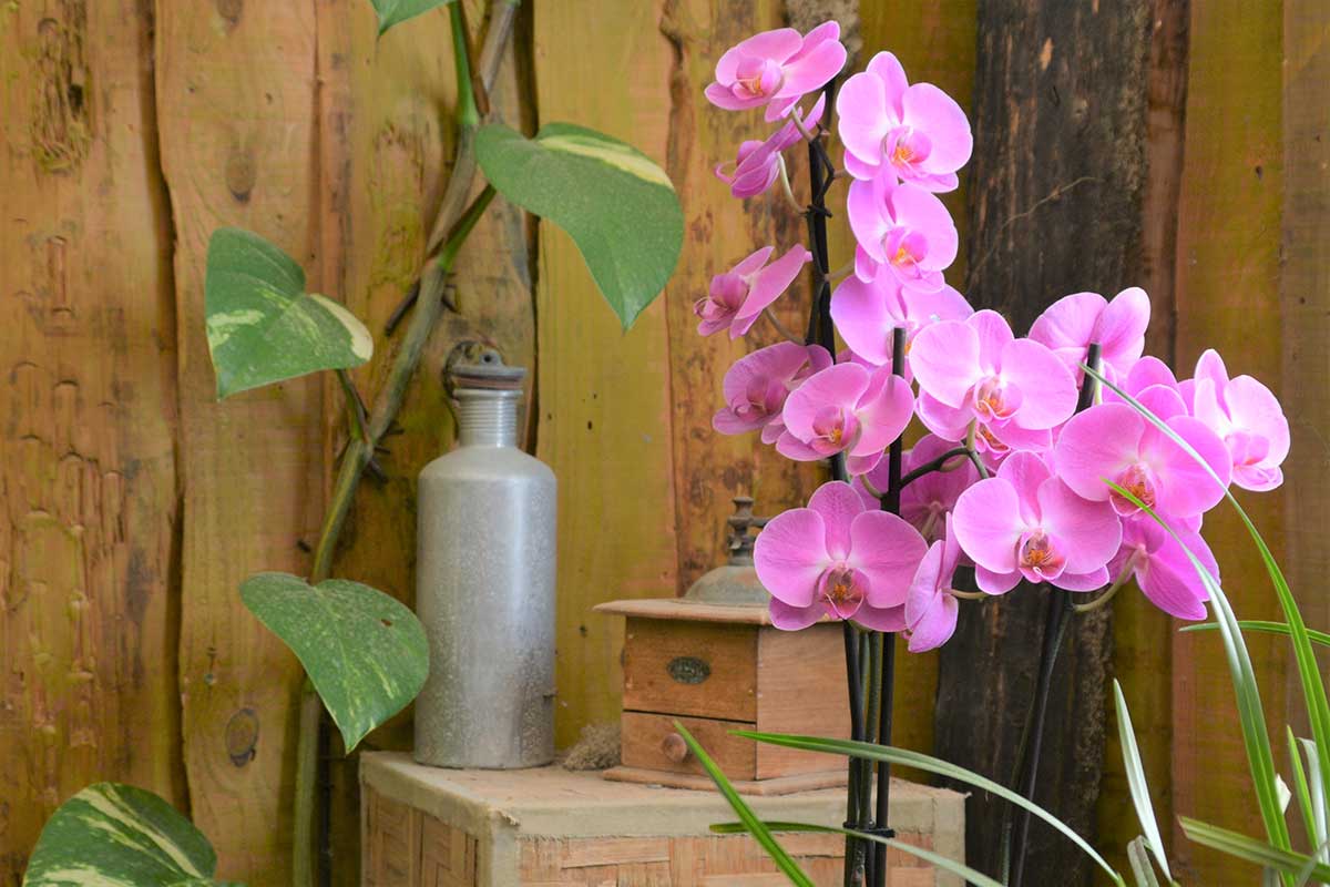 engrais naturel pour vos orchidées