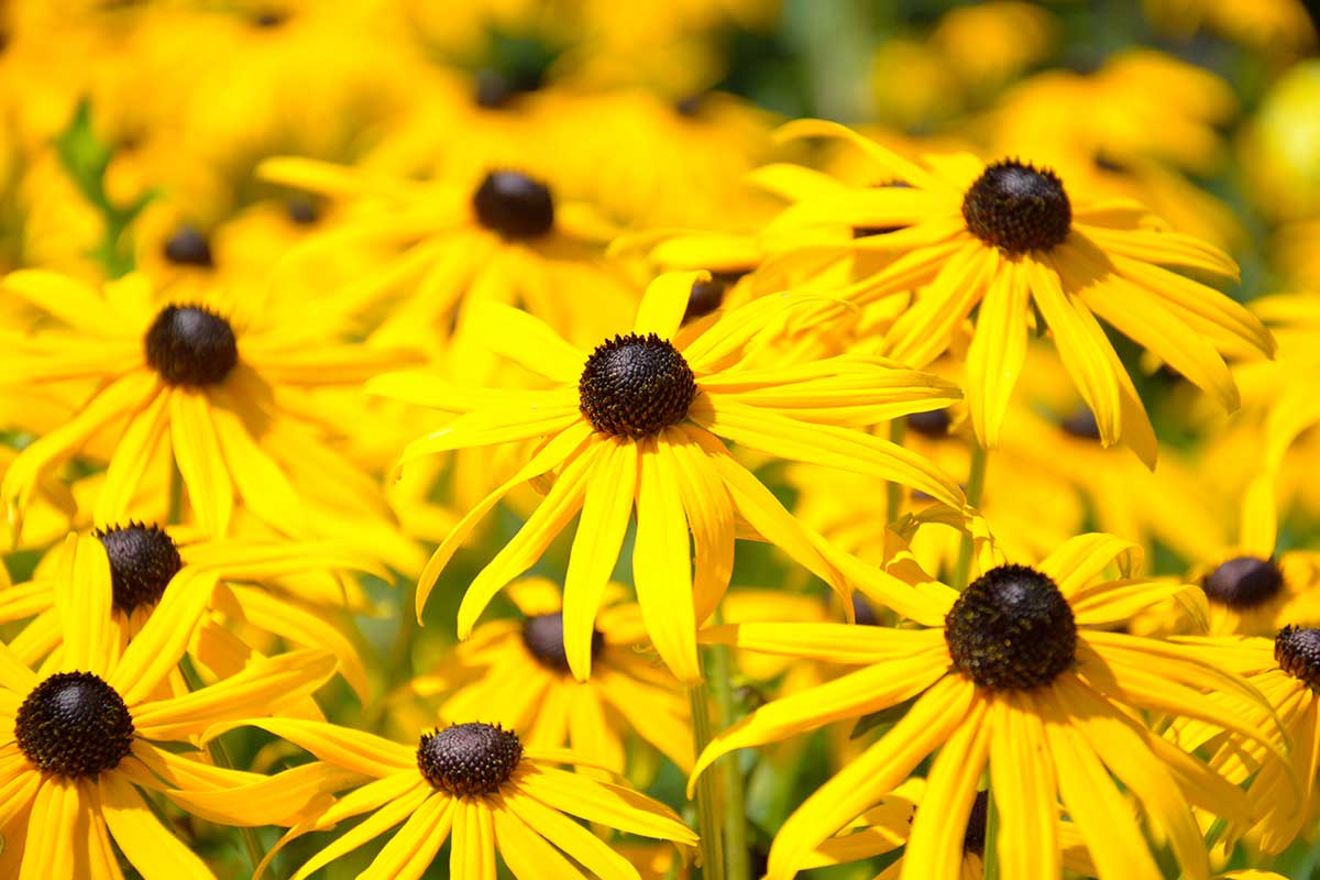 fleurs d'un jaune éclatant pour parterre de jardin