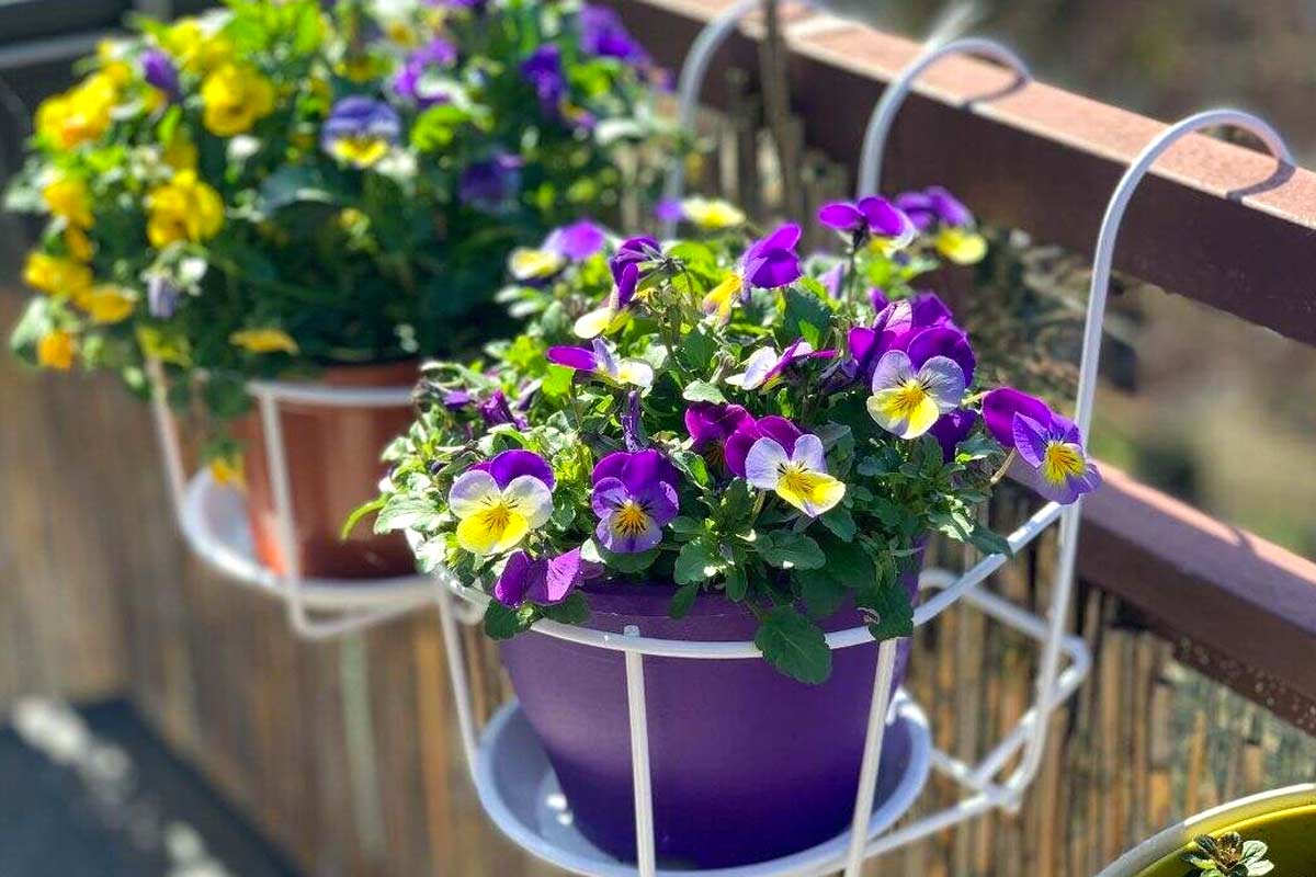 fleurs vivaces pour un balcon coloré