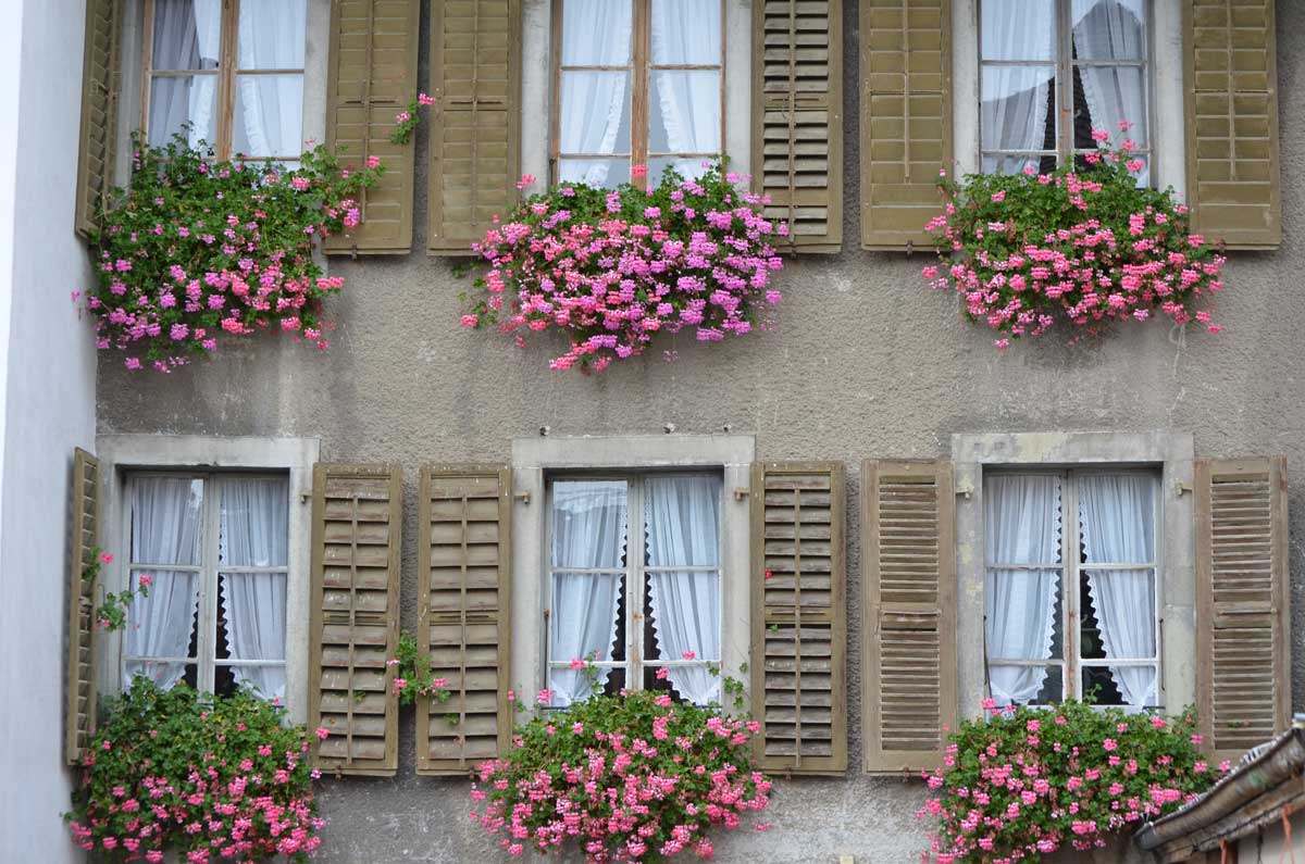 Géraniums : des fleurs robustes et parfumées