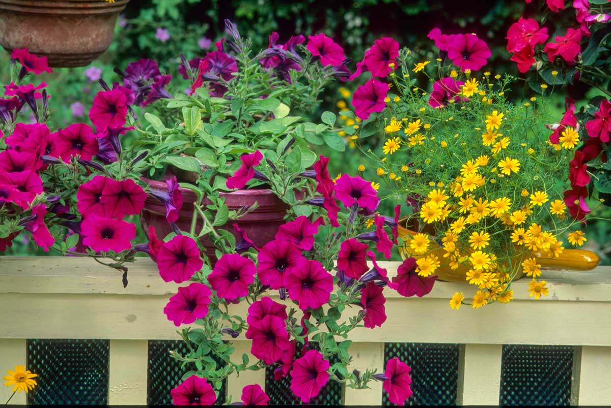 Pétunias sur le balcon.