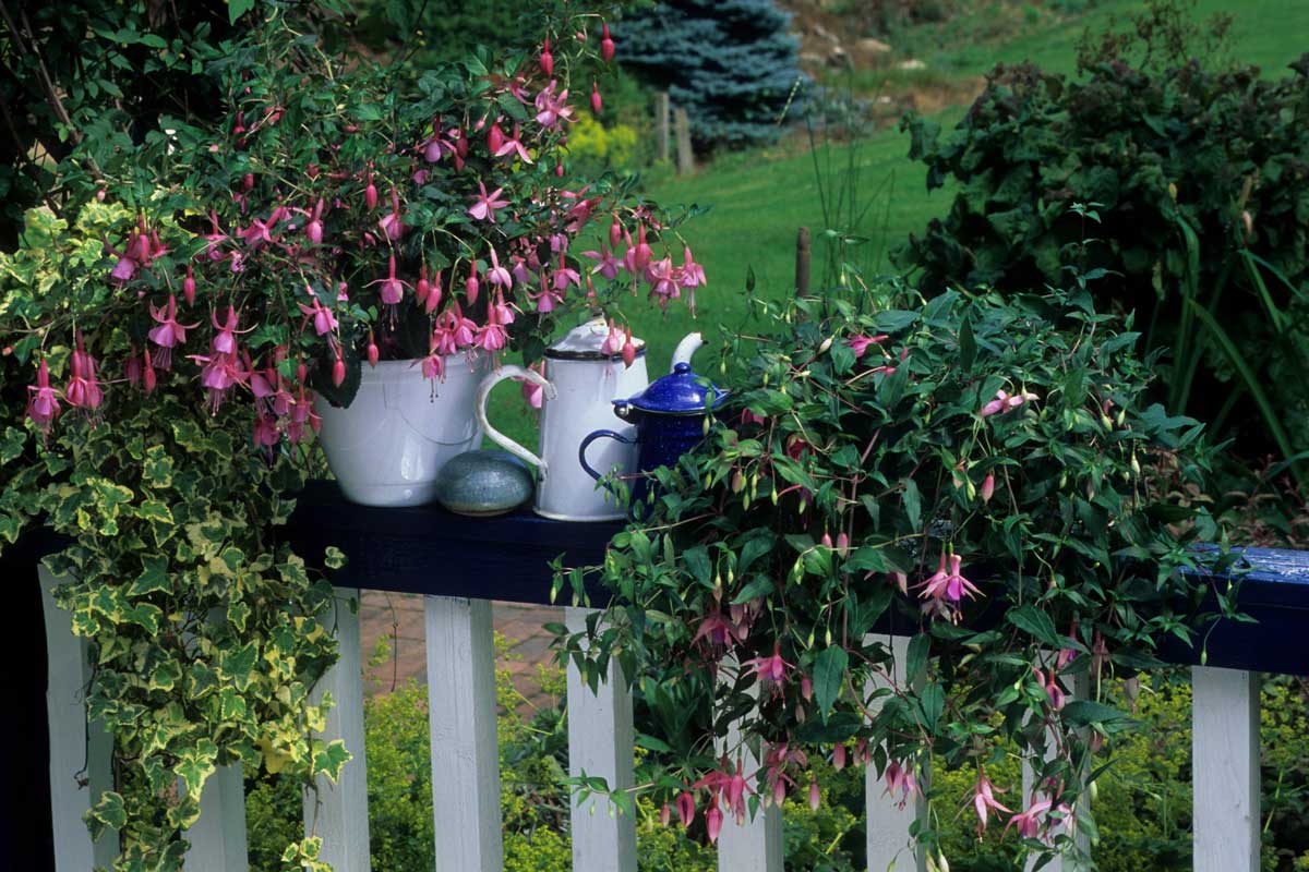 Fuchsia en vase sur le balcon.