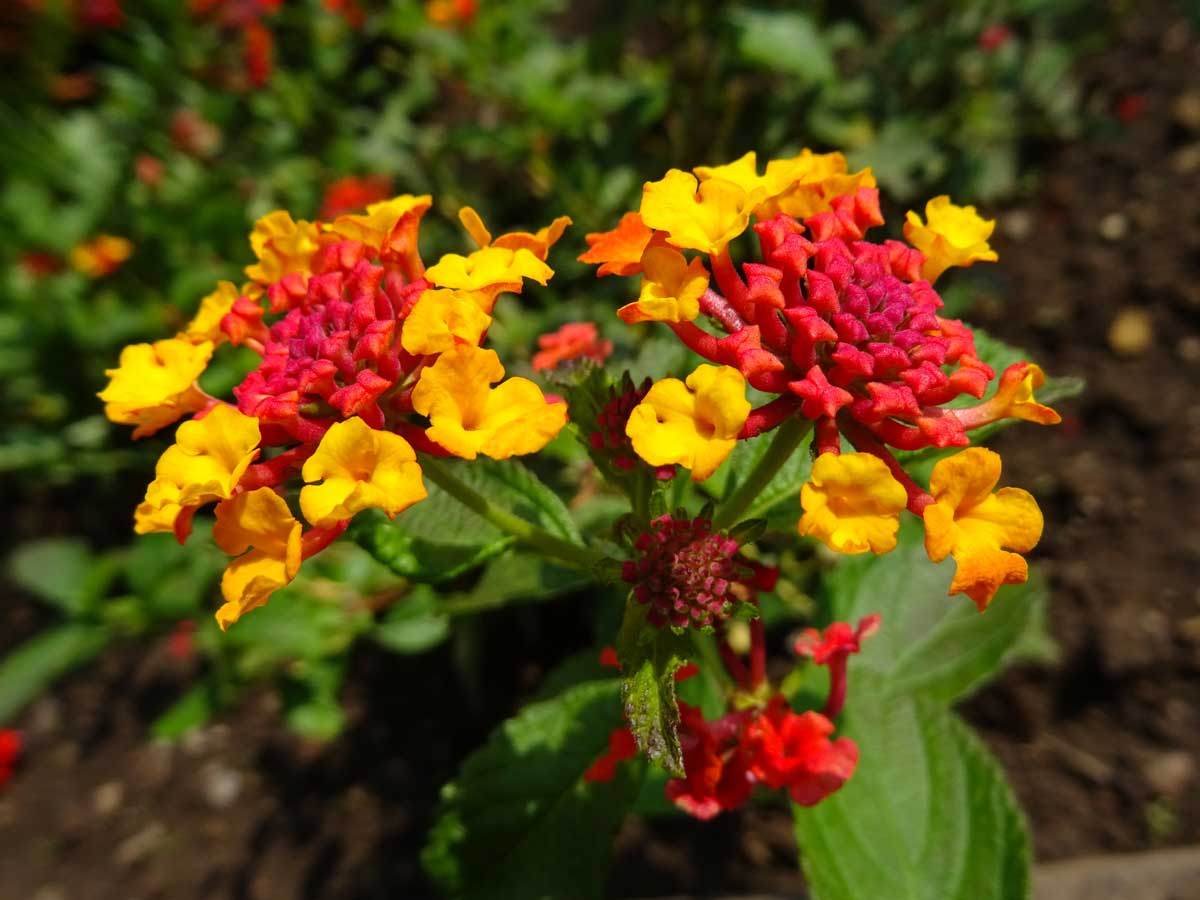 Lantana sur un balcon.