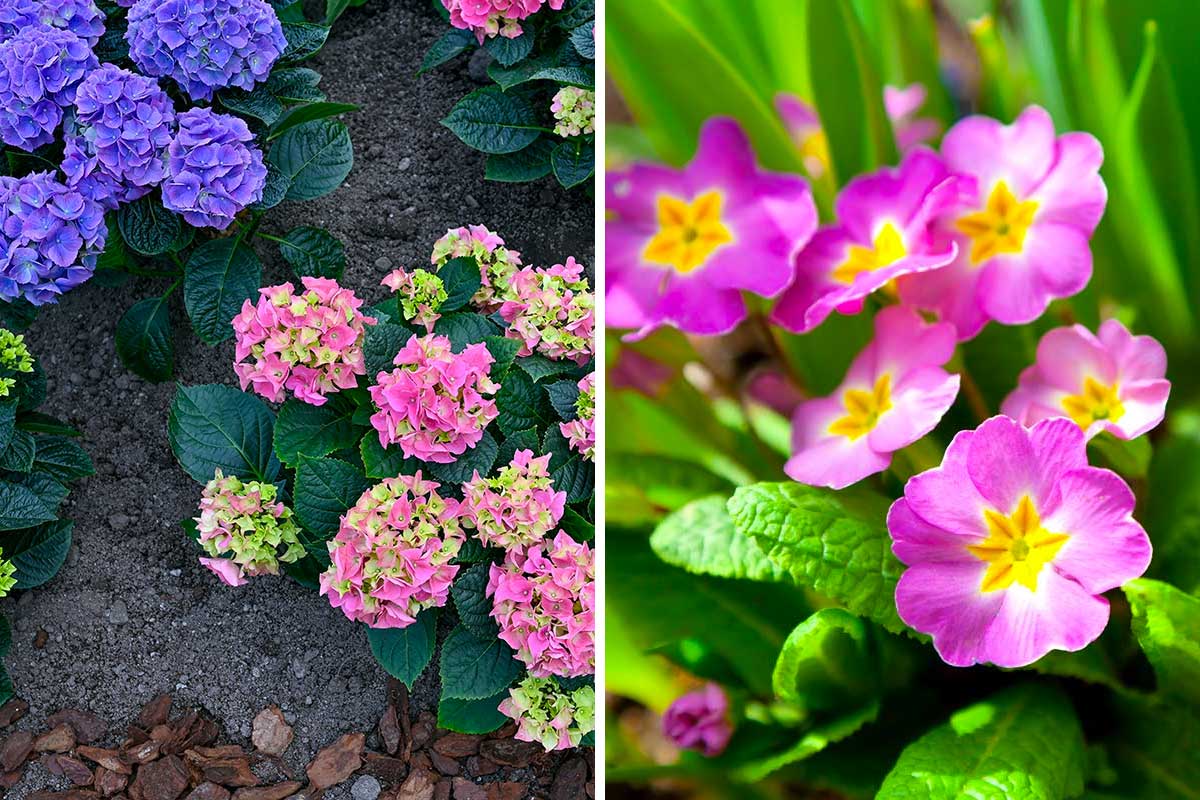 fleurs pour parterre de fleurs ombragé