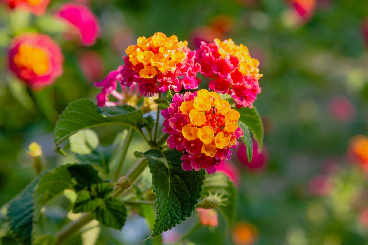 Lantana (Lantana camara)