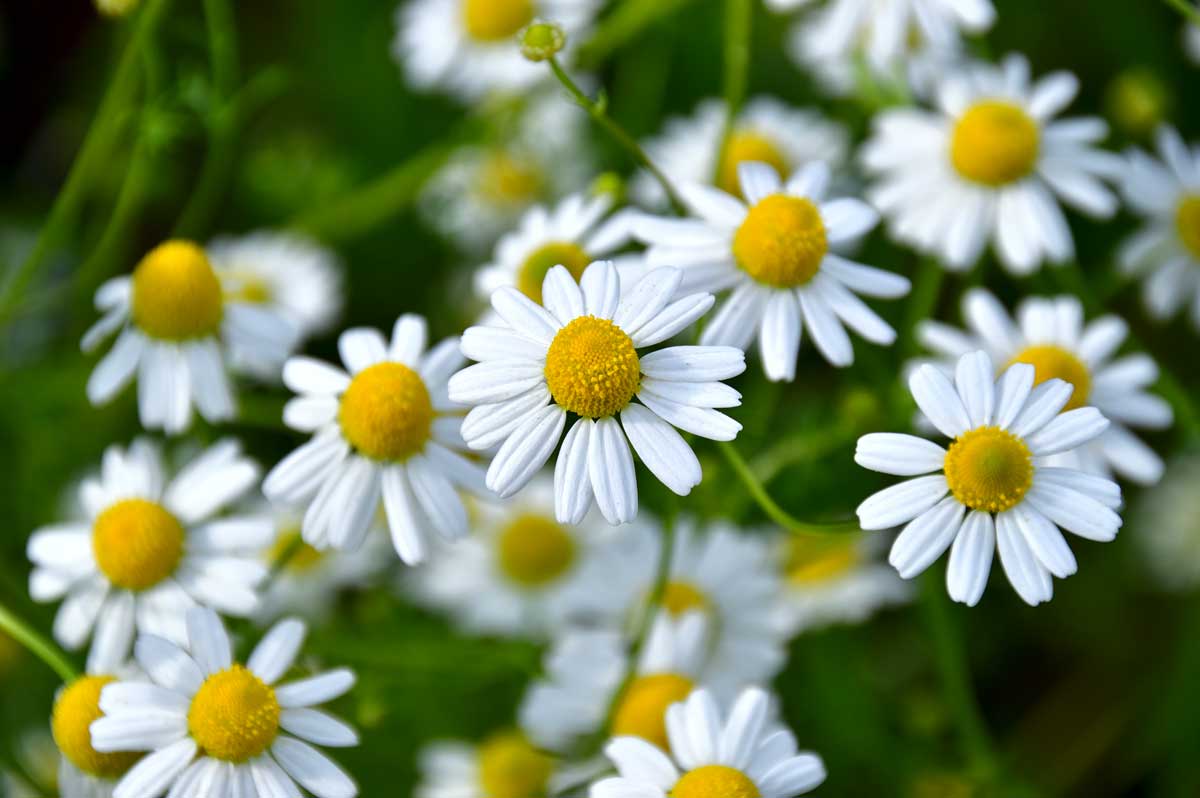 Camomille (Matricaria rectilinearis)