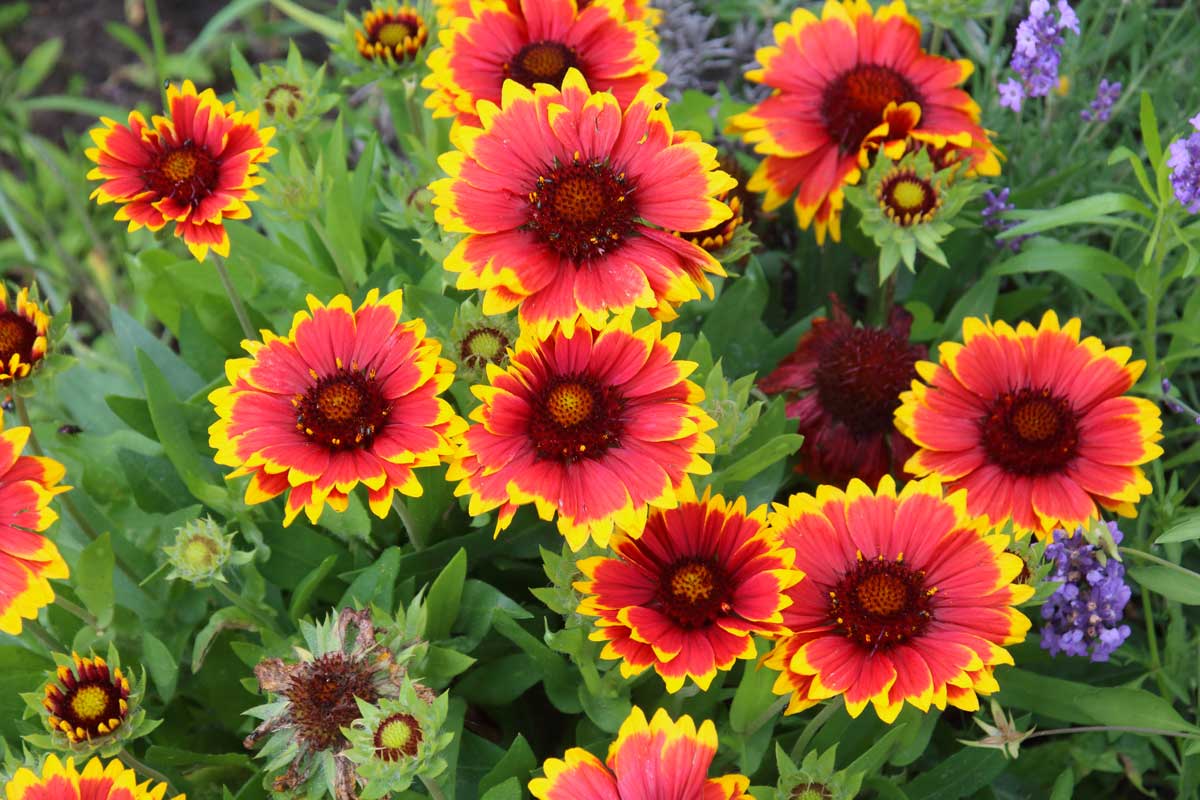 Gaillardia (Gaillardia x Grandiflora)