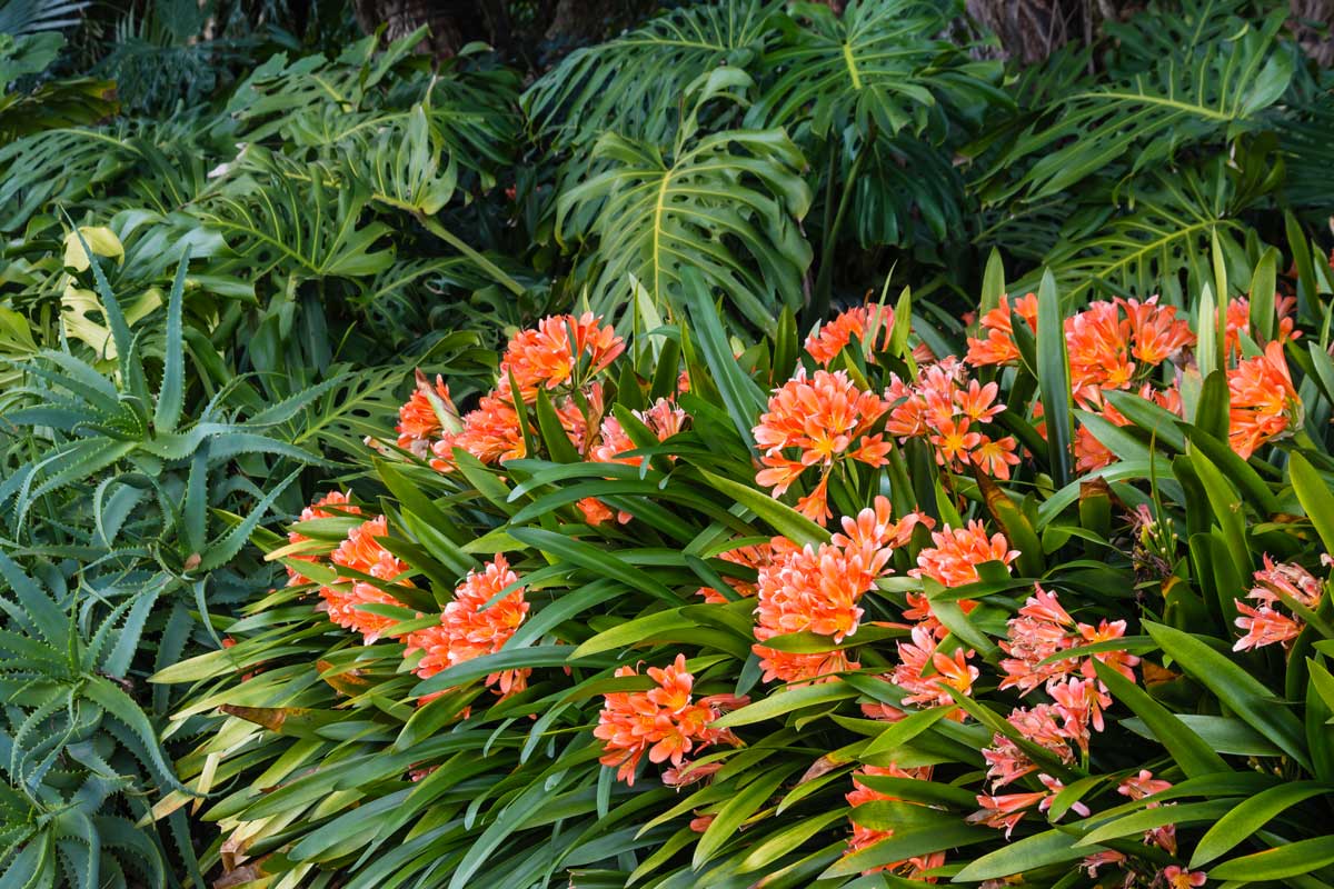 Lys des buissons (Clivia)