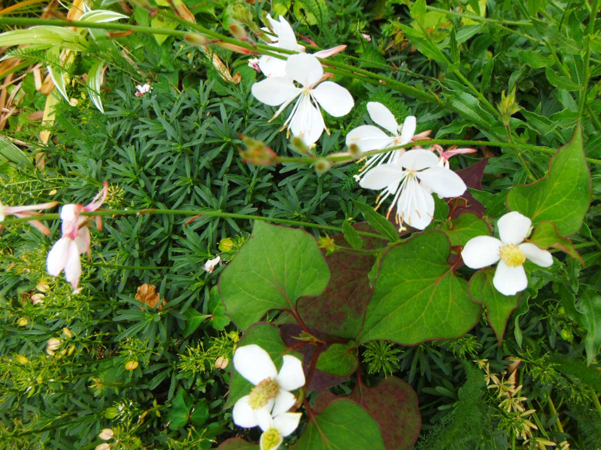 Gaura (Oenothera lindheimeri)