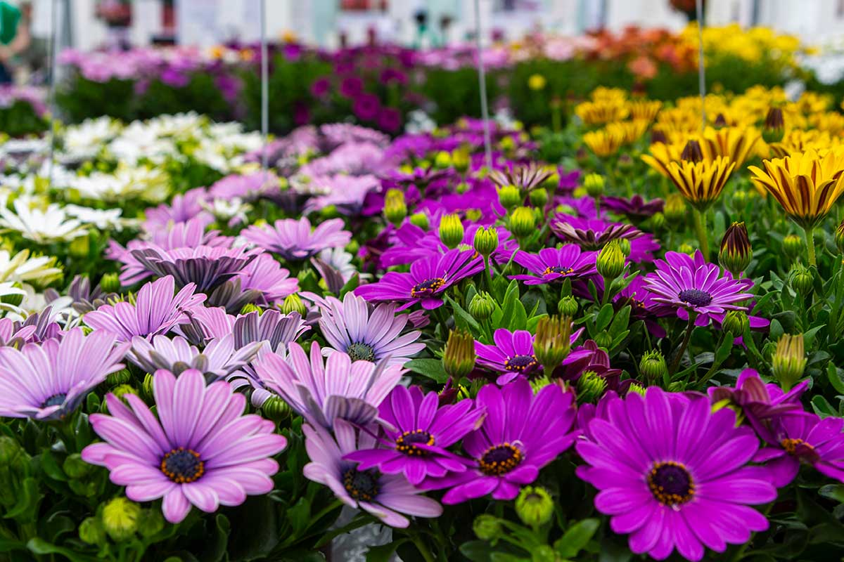 Marguerite africaine (Osteospermum)