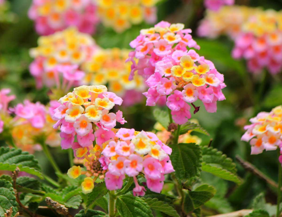 Lantana