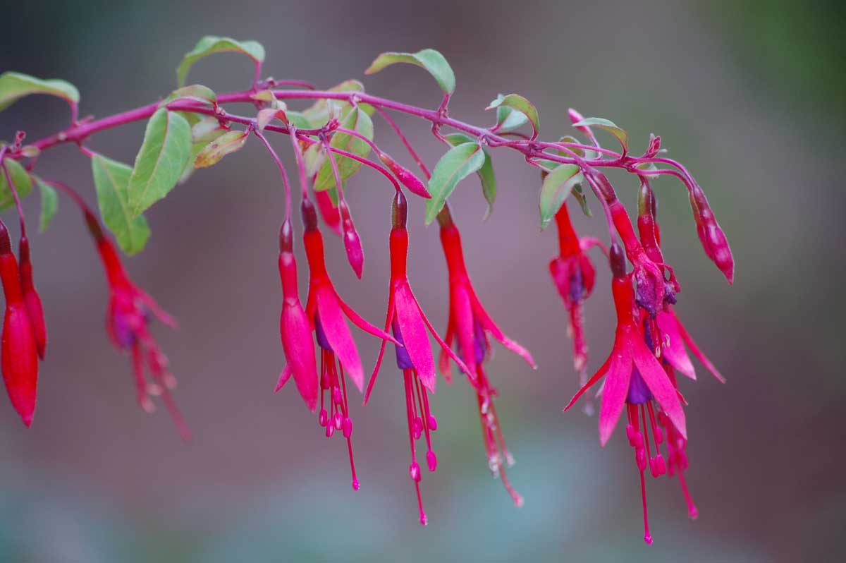 Fuchsia