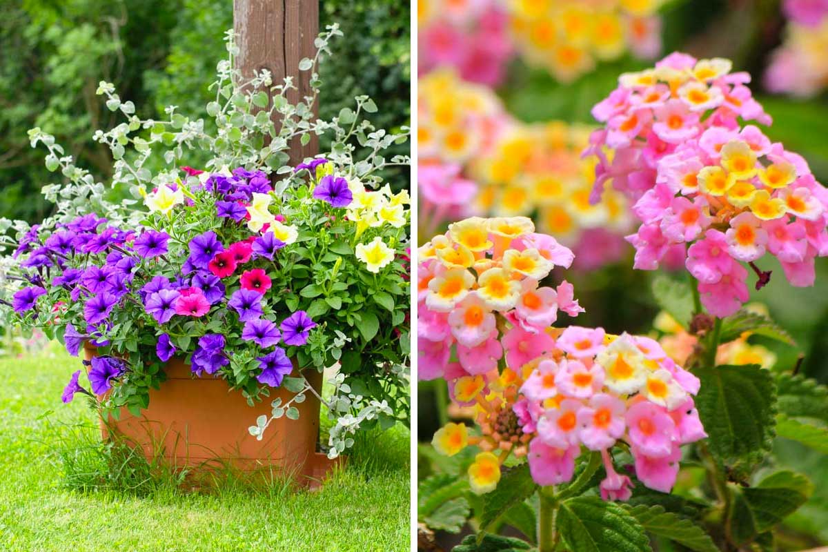 fleurs qui fleurissent tout au long de l'été