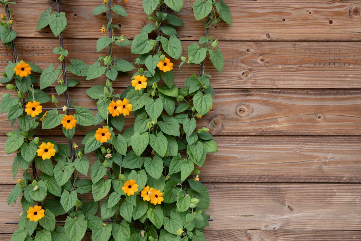 Thunbergia