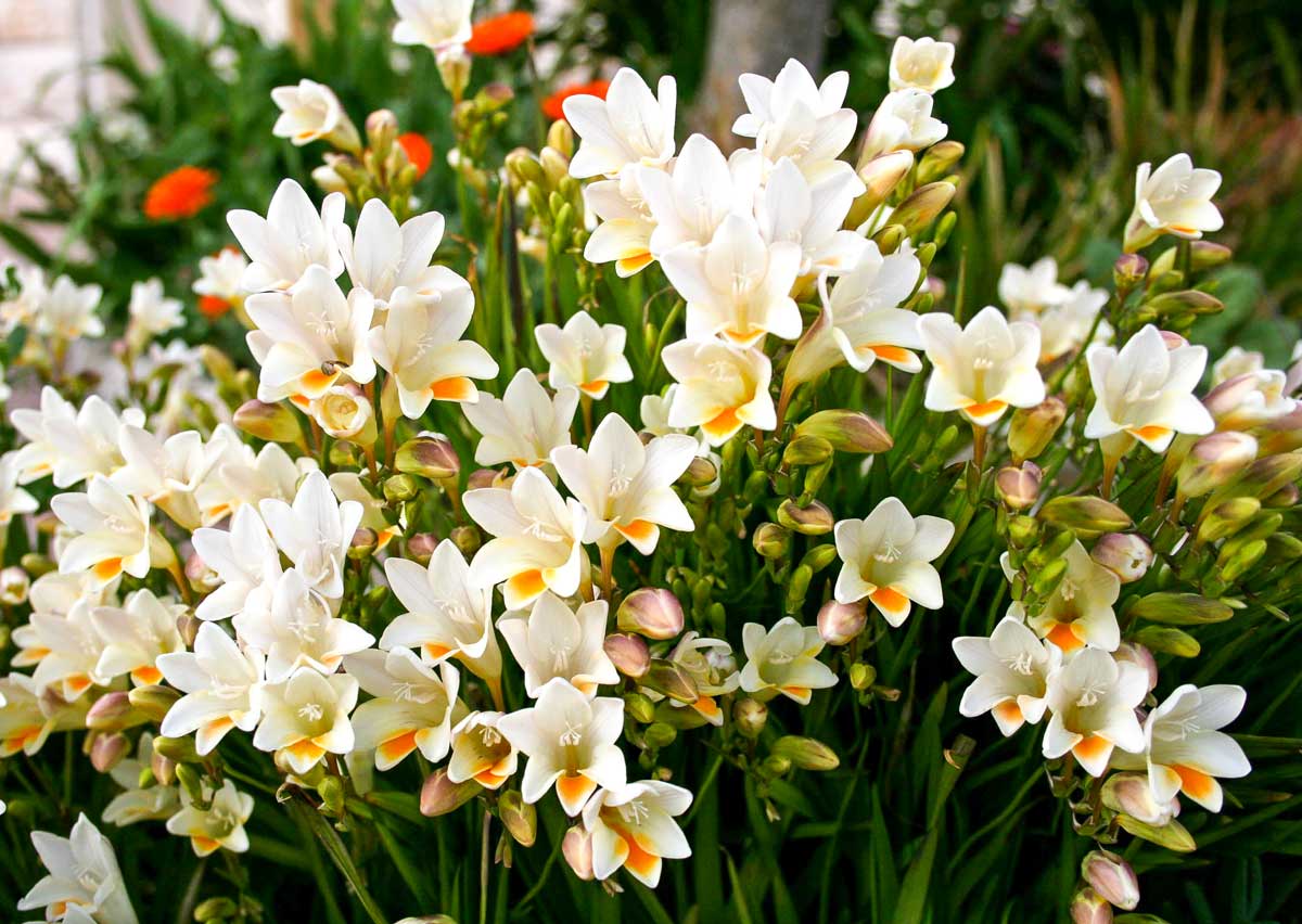 Freesias