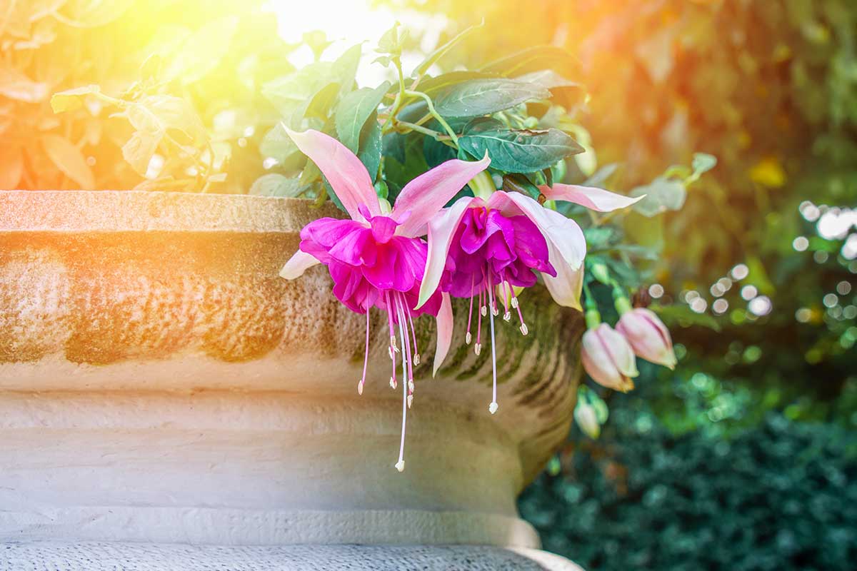 variétés de fuchsia