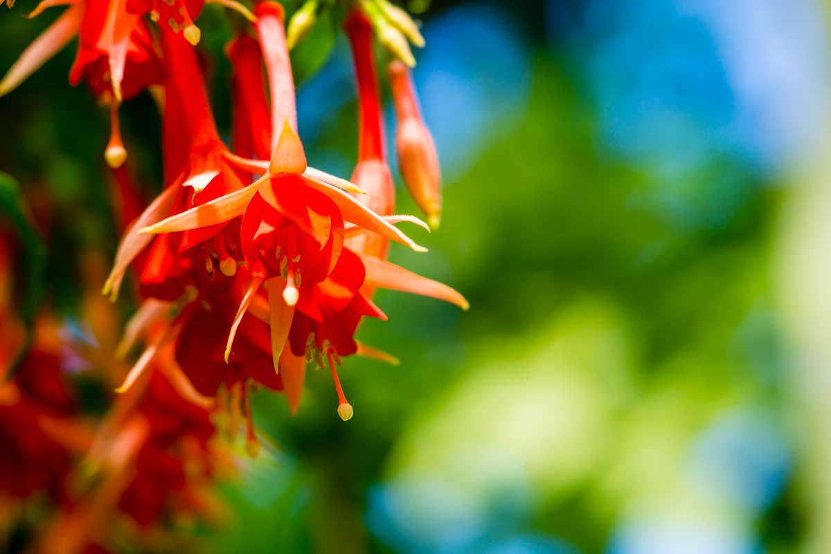 Fuchsia Fulgens