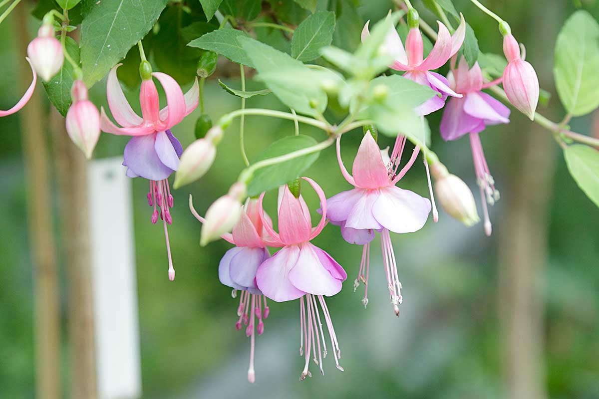 Fuchsia Aurea