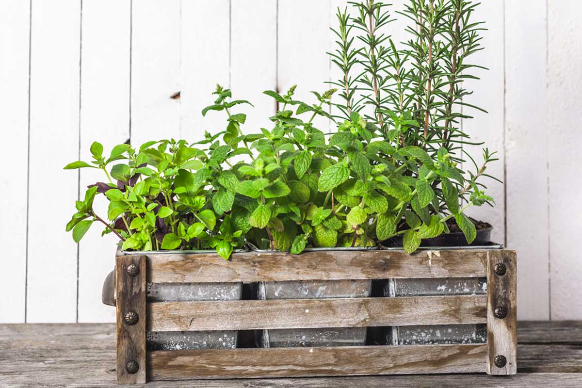 herbes aromatiques faciles a cultiver balcon