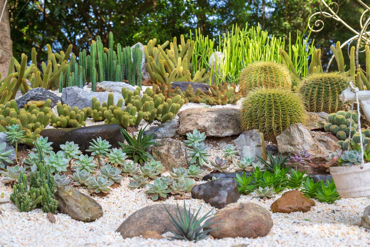 Idées de jardins rocailleux