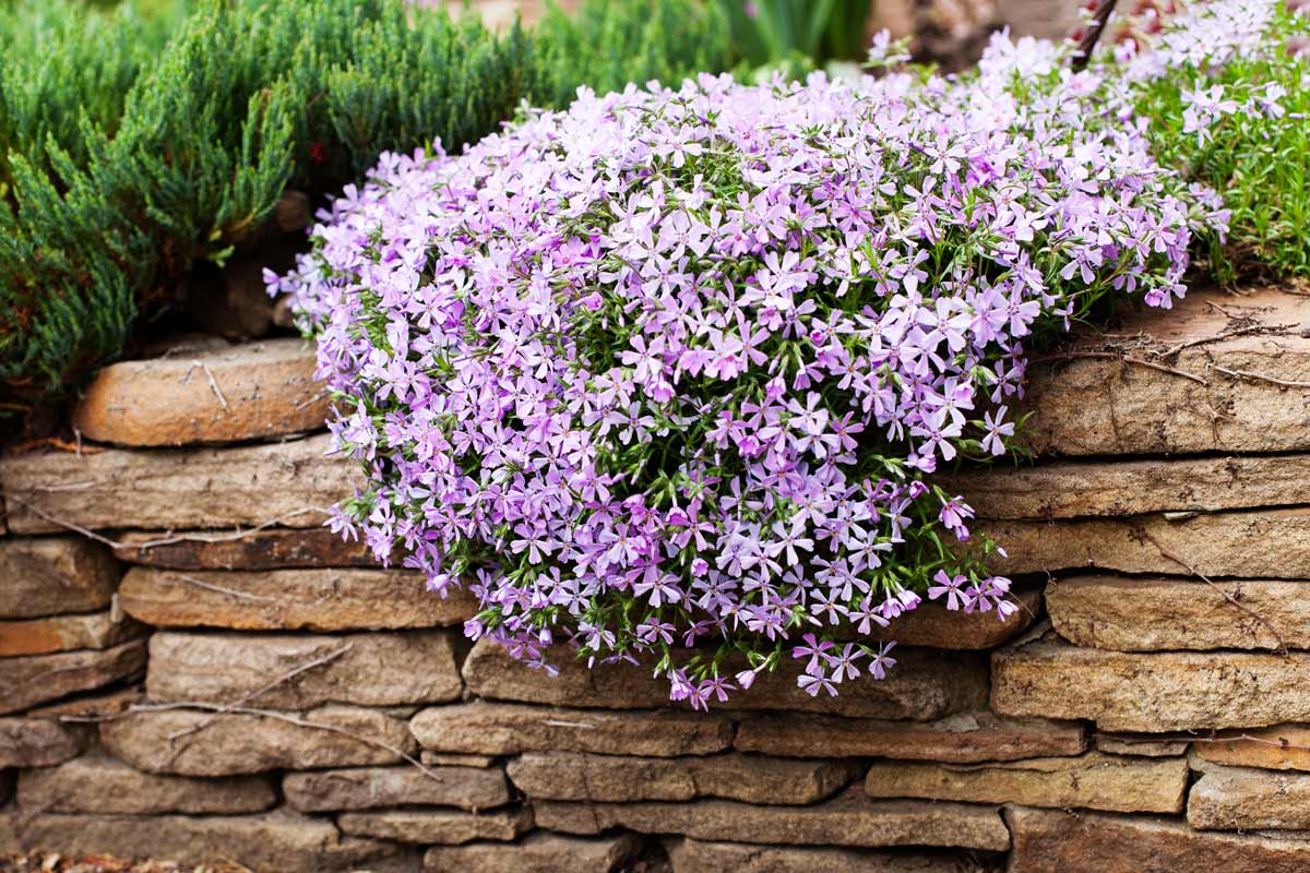 Phlox rampant