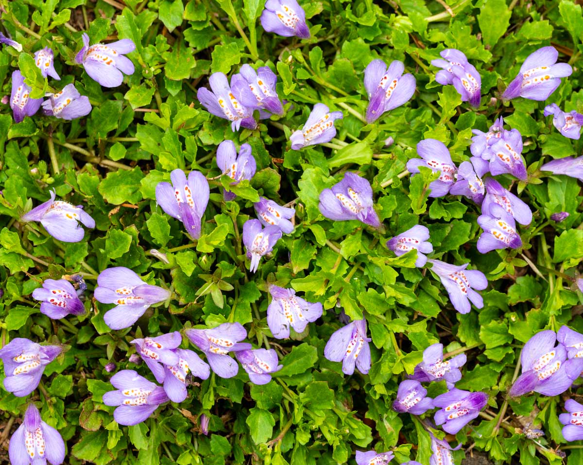 Mazus Reptans