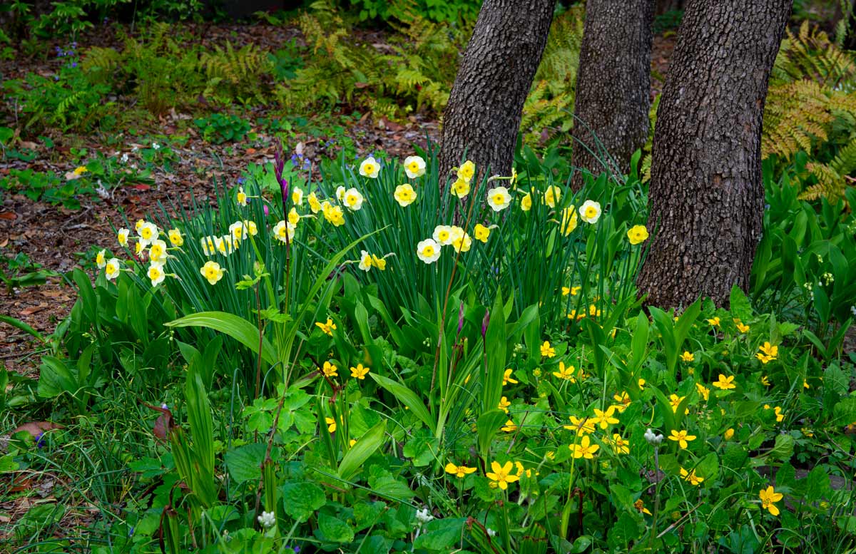 Chrysogonum Virginianum