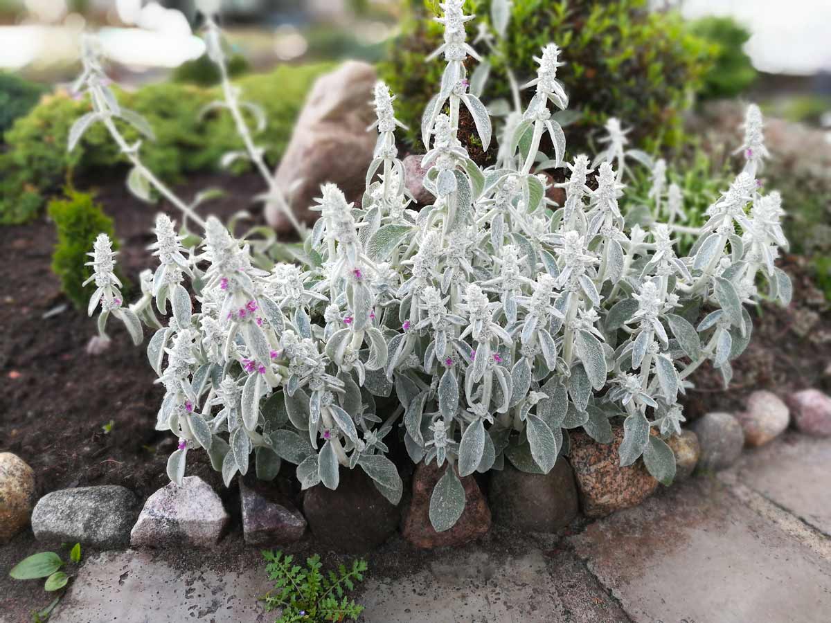 Stachys Byzantina