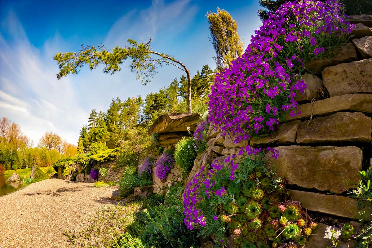 Phlox rampant, parterre rocheux