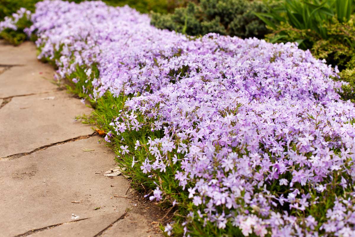 Phlox rampant dans le jardin.